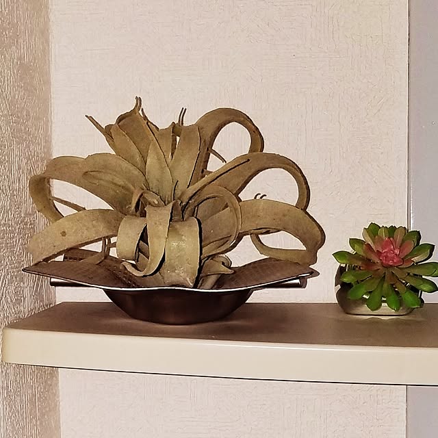iquoさんの実例写真