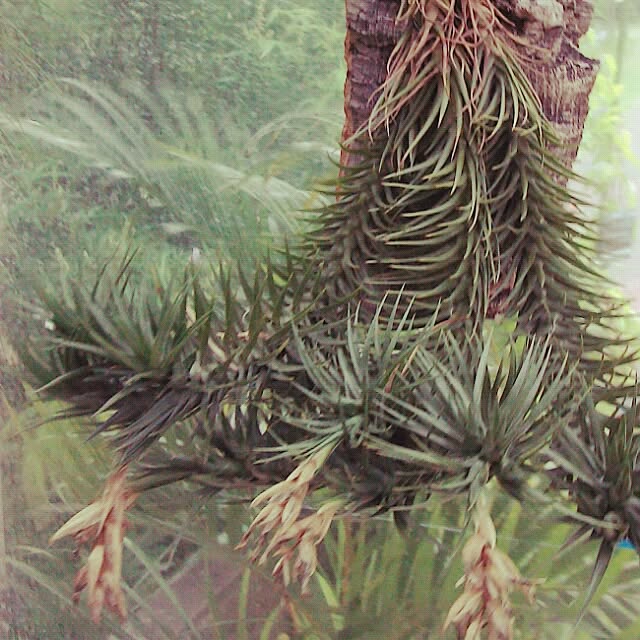 Plantexhibitionhallさんの実例写真
