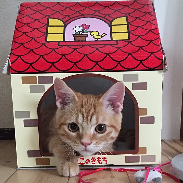 teteteteさんの実例写真