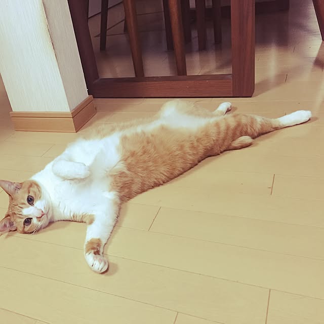 akemayaさんの実例写真