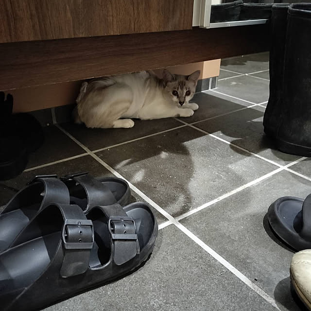 nekoさんの実例写真