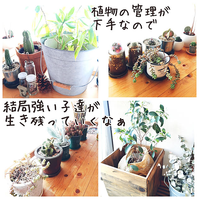 usarou_and_kamekoさんの実例写真