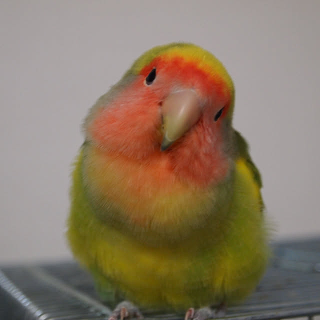 karinさんの実例写真