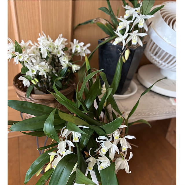 CoCo0617さんの実例写真