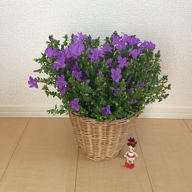 maitake.h.Rさんの実例写真