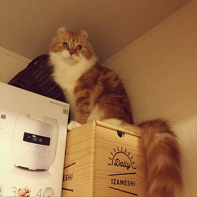 猫/棚のインテリア実例 - 2020-02-06 20:58:37