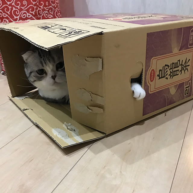 Dahliaさんの実例写真