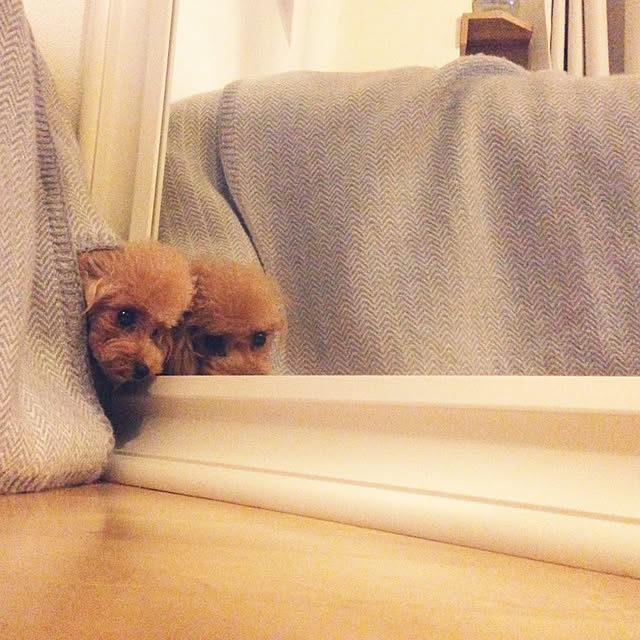 ne_neさんの実例写真