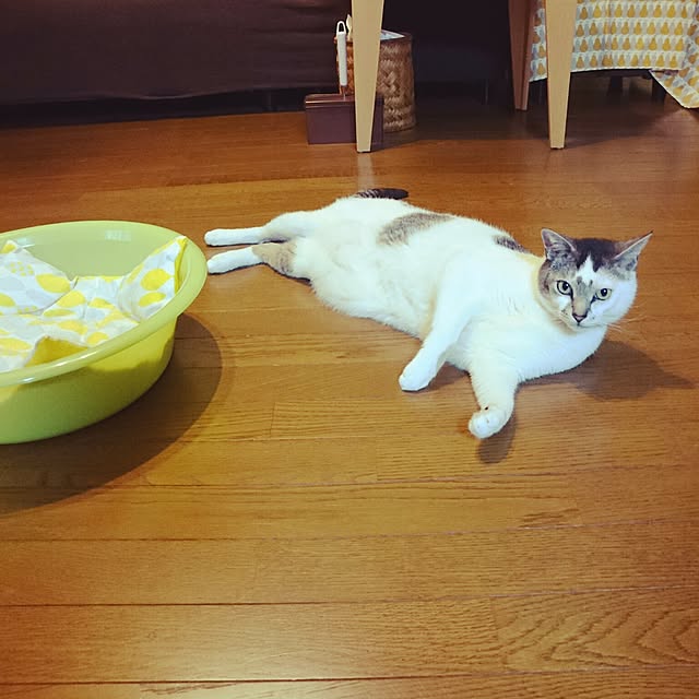 furlaさんの実例写真
