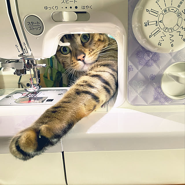 yuzuaoさんの実例写真