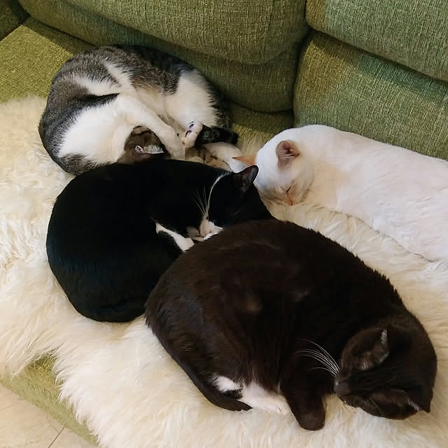 Gomaさんの実例写真