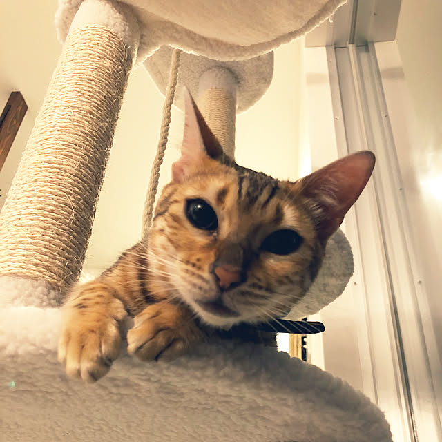 iranさんの実例写真