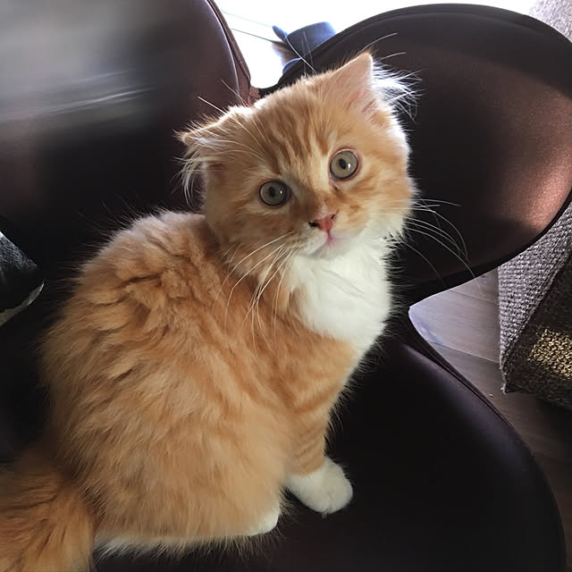 piyolandさんの実例写真