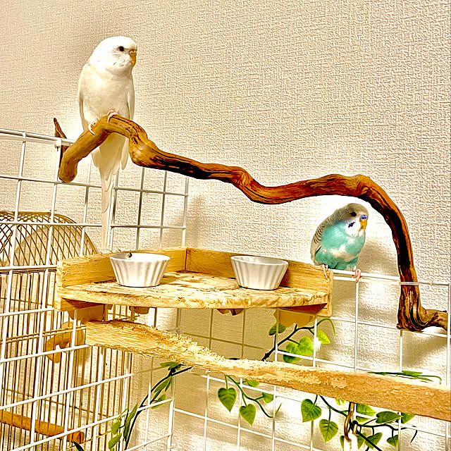 セキセイインコのおすすめ商品とおしゃれな実例 | RoomClip セキセイインコのおすすめ商品とおしゃれな実例 | RoomClip