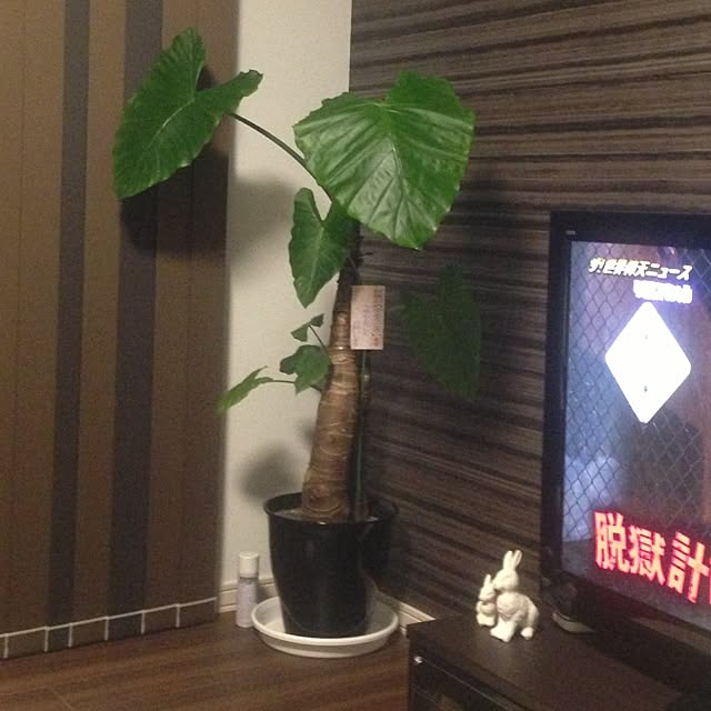soutaichi560922さんの実例写真
