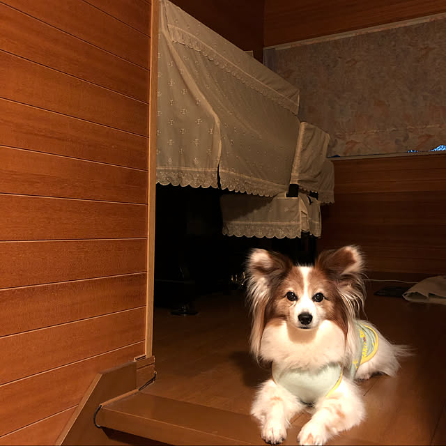 実例写真