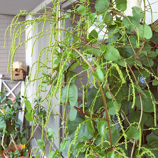 akika_naturalhomeさんの実例写真