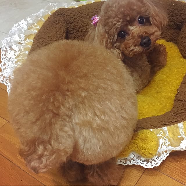 ayumoco725さんの実例写真