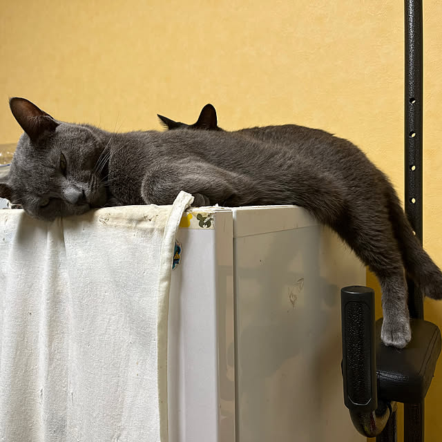 nekoさんの実例写真