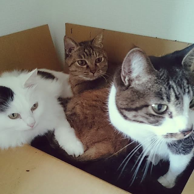eikoさんの実例写真