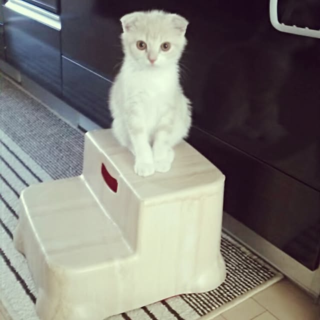 jonimofuさんの実例写真