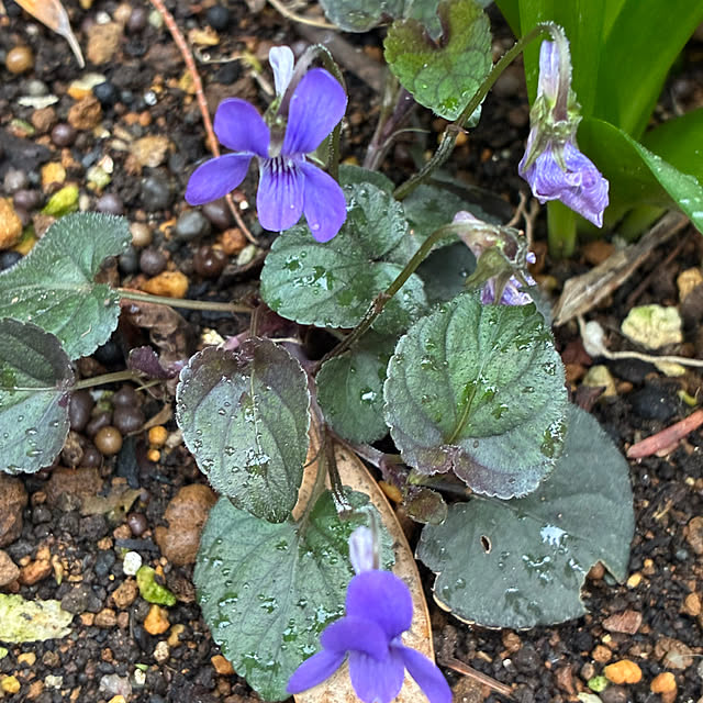 romiromiさんの実例写真