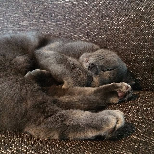 torinokoさんの実例写真