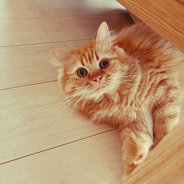 mi_yuさんの実例写真