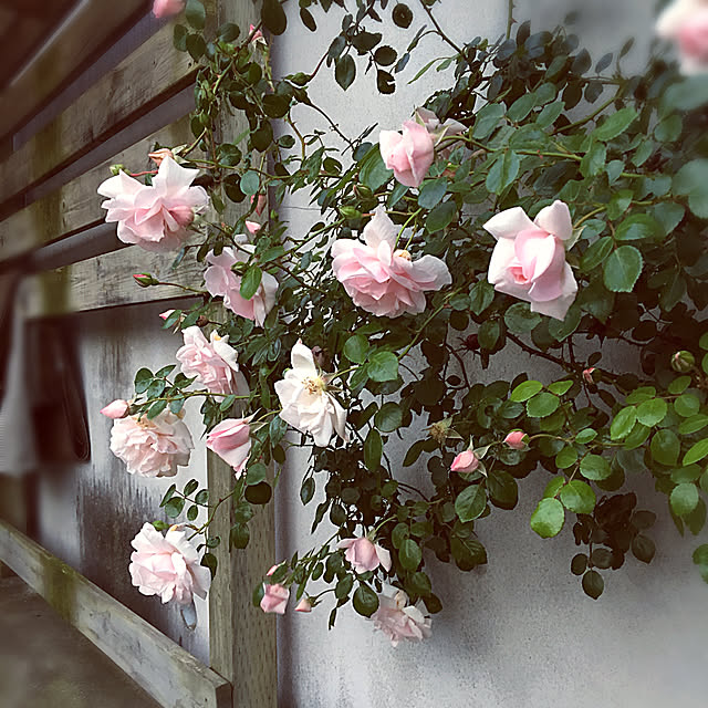 Nさんの実例写真