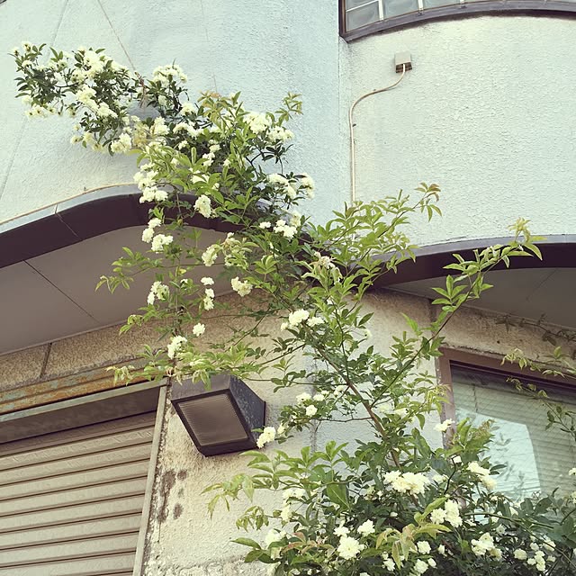 greenroseさんの実例写真