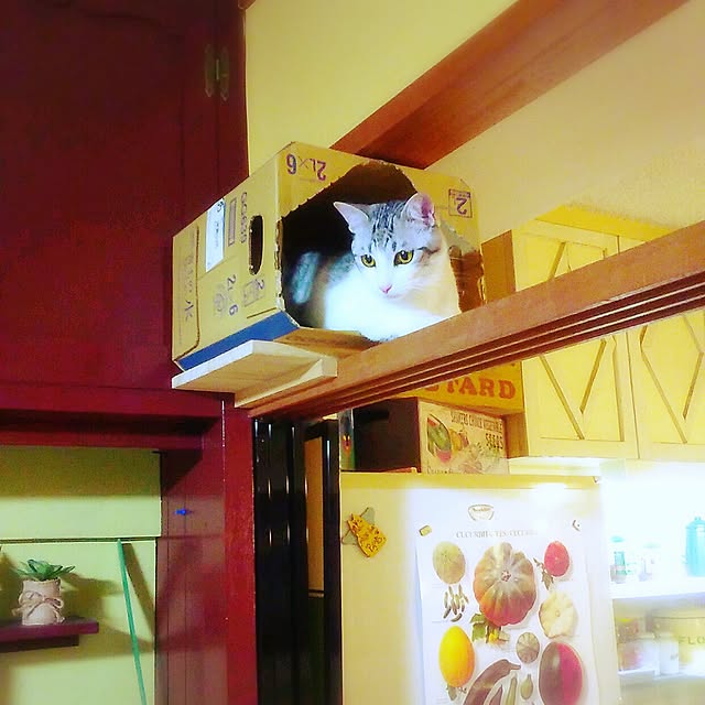 syungikuさんの実例写真