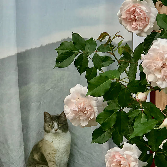 sakurasakuさんの実例写真