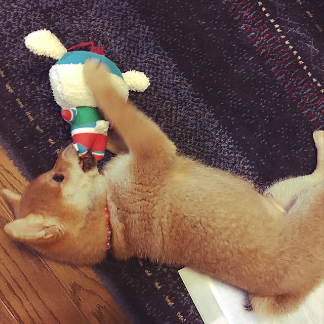tanyuumoさんの実例写真