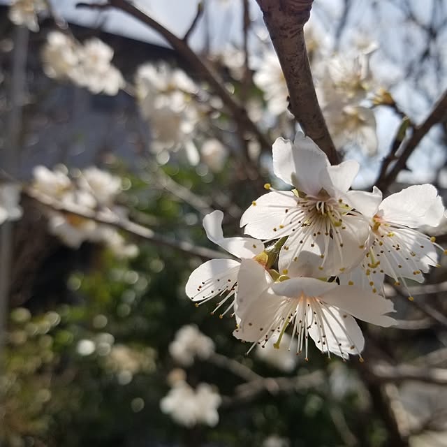 midoriさんの部屋