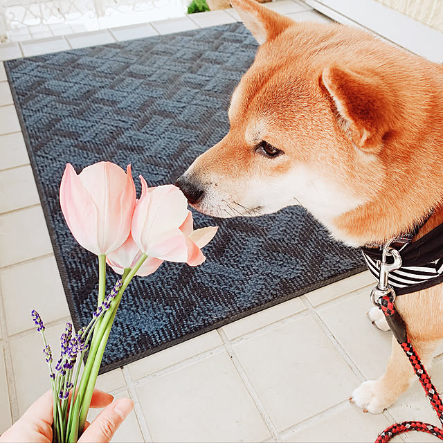tanyuumoさんの実例写真