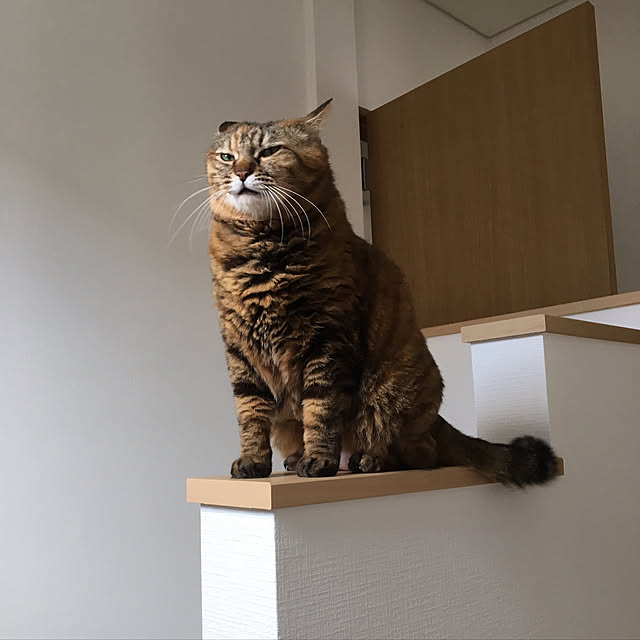 kuu511さんの実例写真