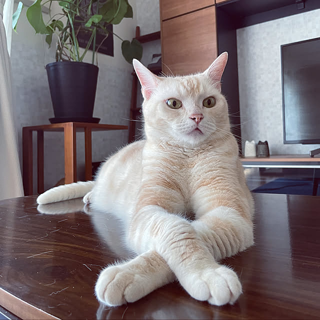 hiyupan88さんの実例写真