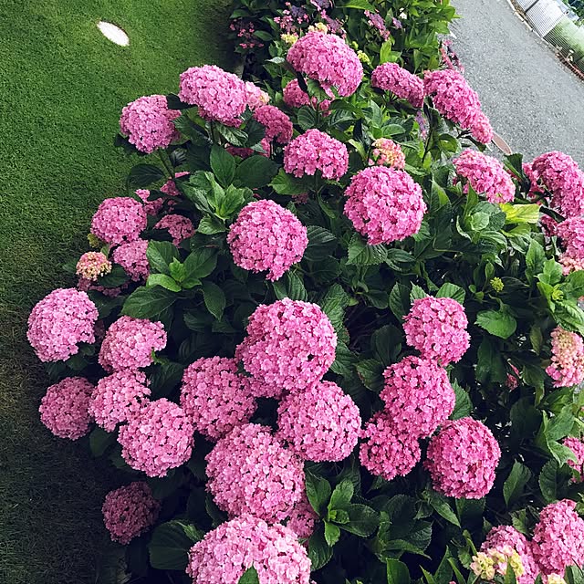 実例写真