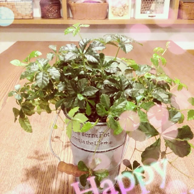 millomilloさんの実例写真