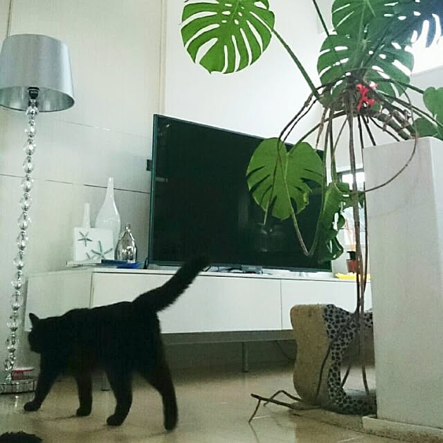 kikinanaさんの実例写真