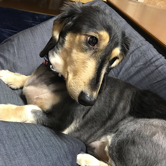 kiyomiさんの実例写真