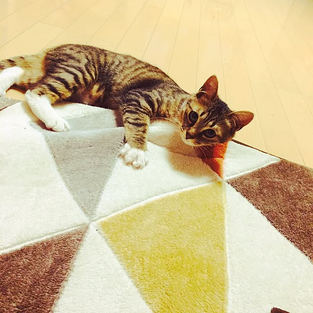 yassyさんの実例写真
