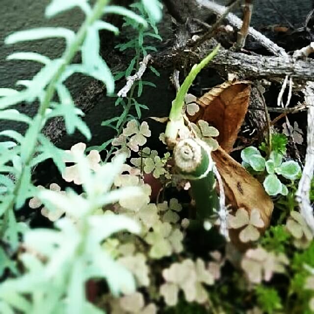 OBTERNIR88filerさんの実例写真