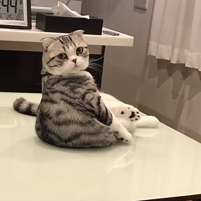 Dahliaさんの実例写真