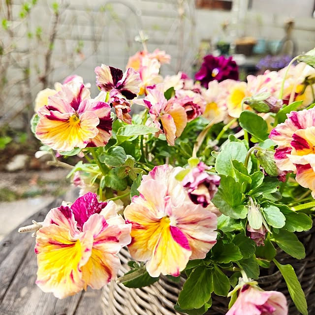 min_nimさんの部屋