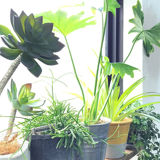 kiki_nekkoさんの実例写真