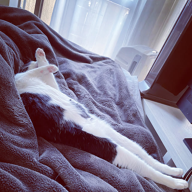 Chisaさんの実例写真