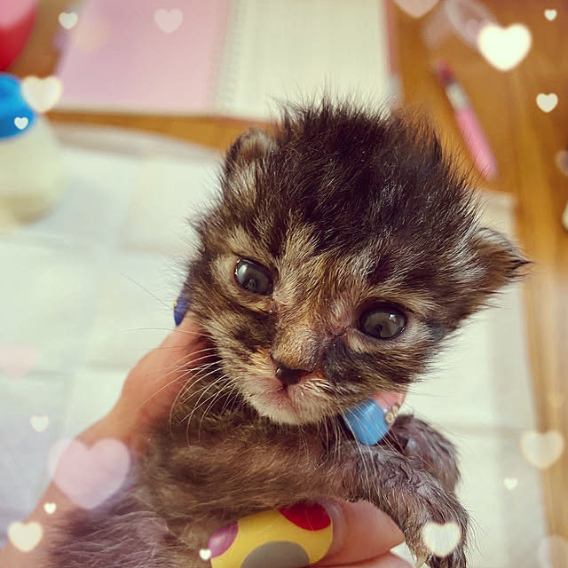 prelumoさんの実例写真
