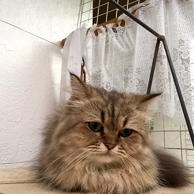 butachanさんの実例写真
