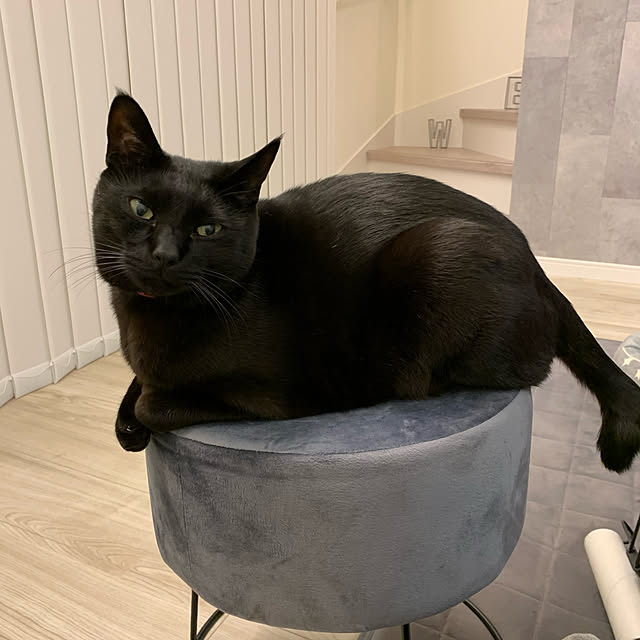 black_cat911さんの実例写真